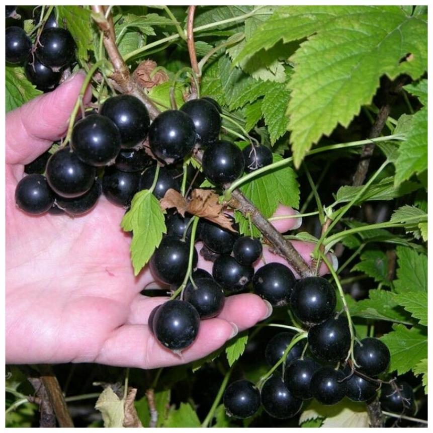 Смородина Очарование 5