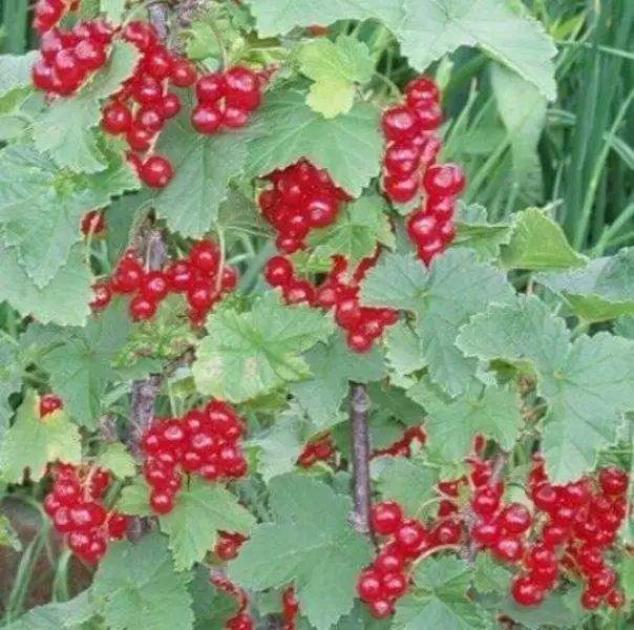 Смородина Осиповская 4