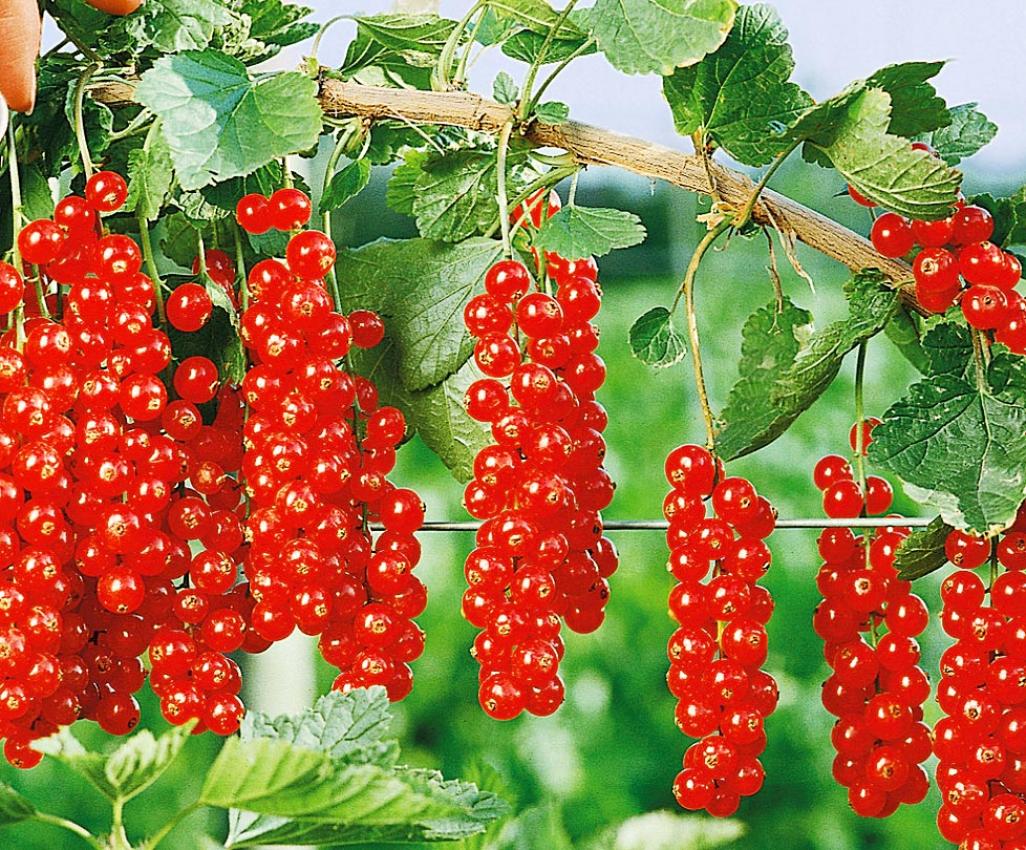 Смородина Ранняя сладкая 2