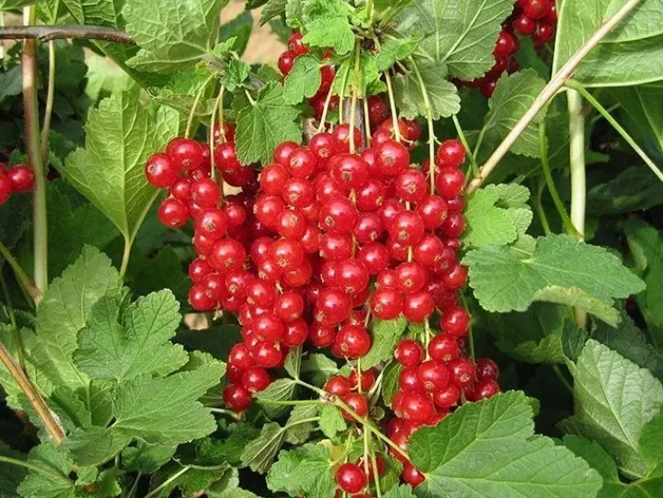 Смородина Ранняя сладкая 6