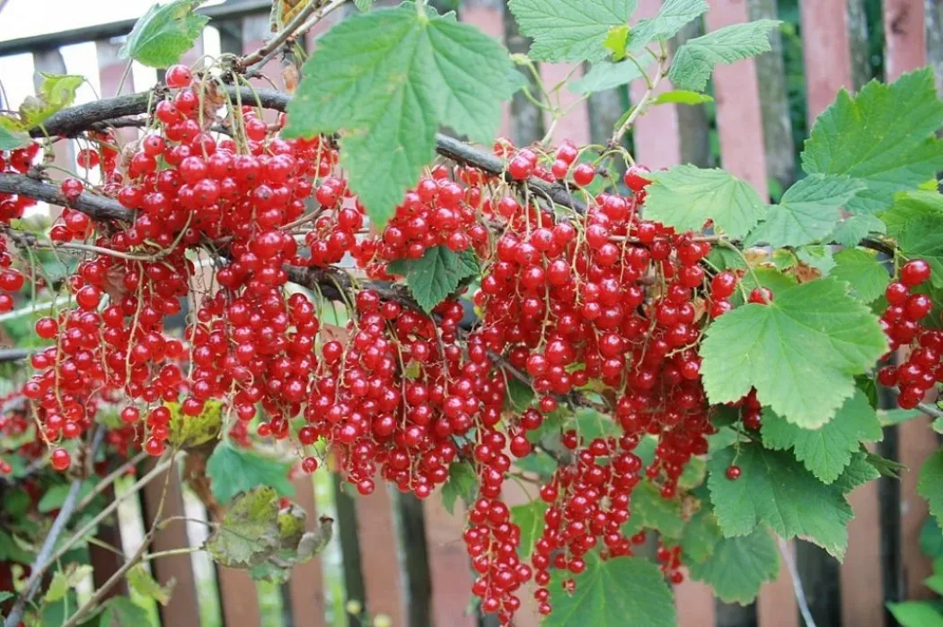 Смородина Ранняя сладкая 5