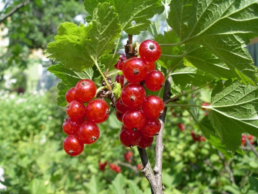 Смородина Рассветная