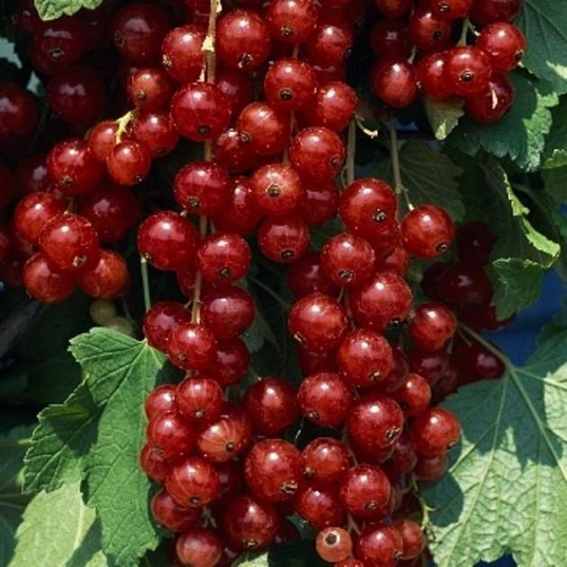Смородина Ролан