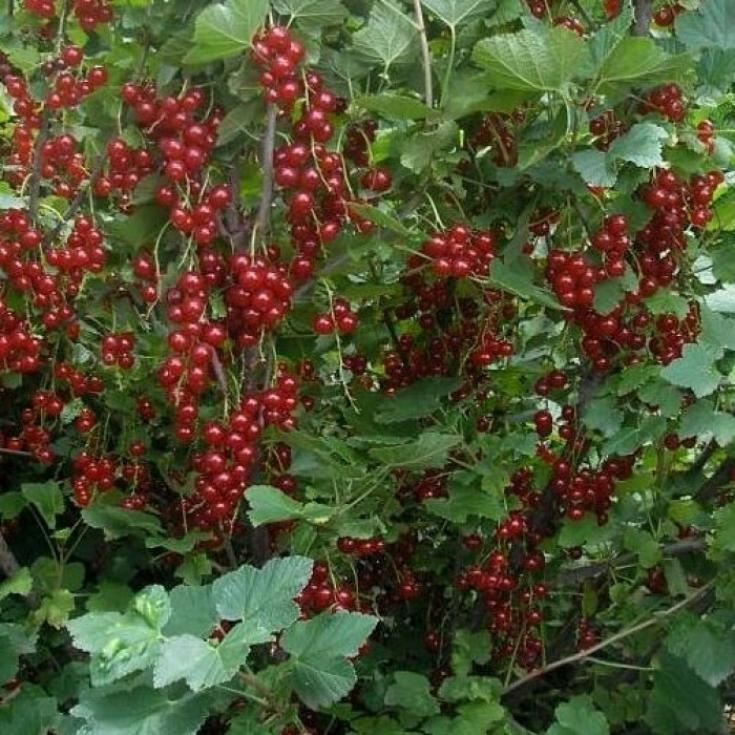 Смородина Рондом 4