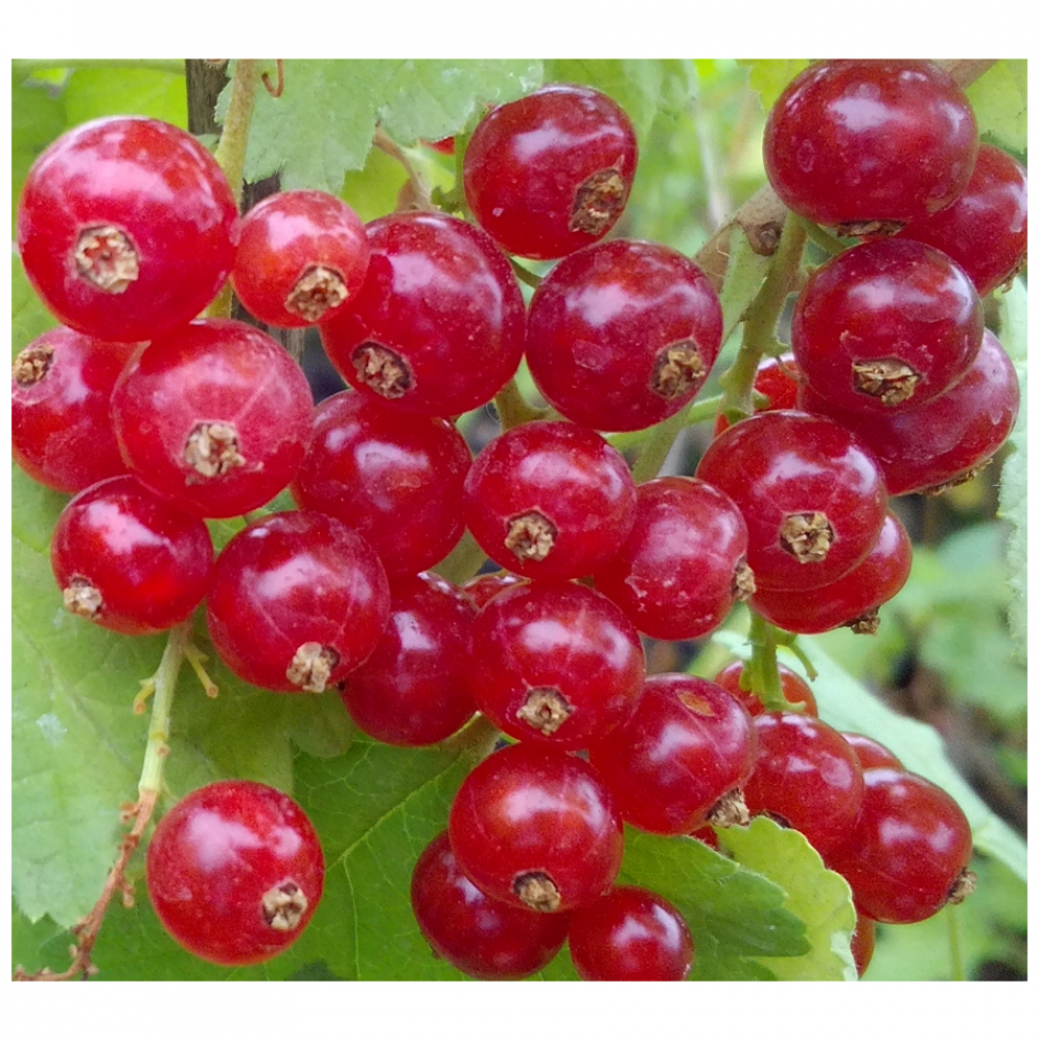 Смородина Рондом 5