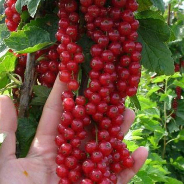 Смородина Ровада 6