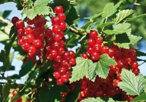 Смородина Сахарная