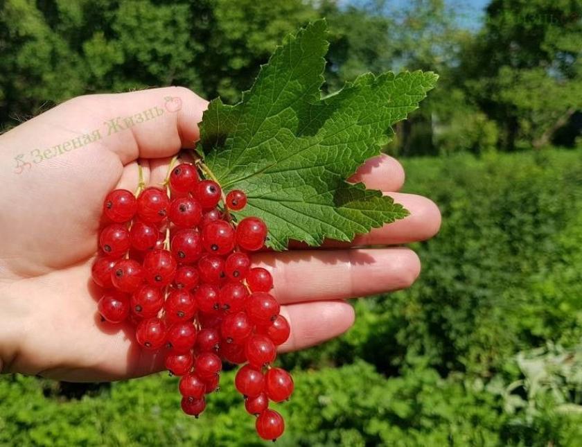 Смородина Сахарная 6