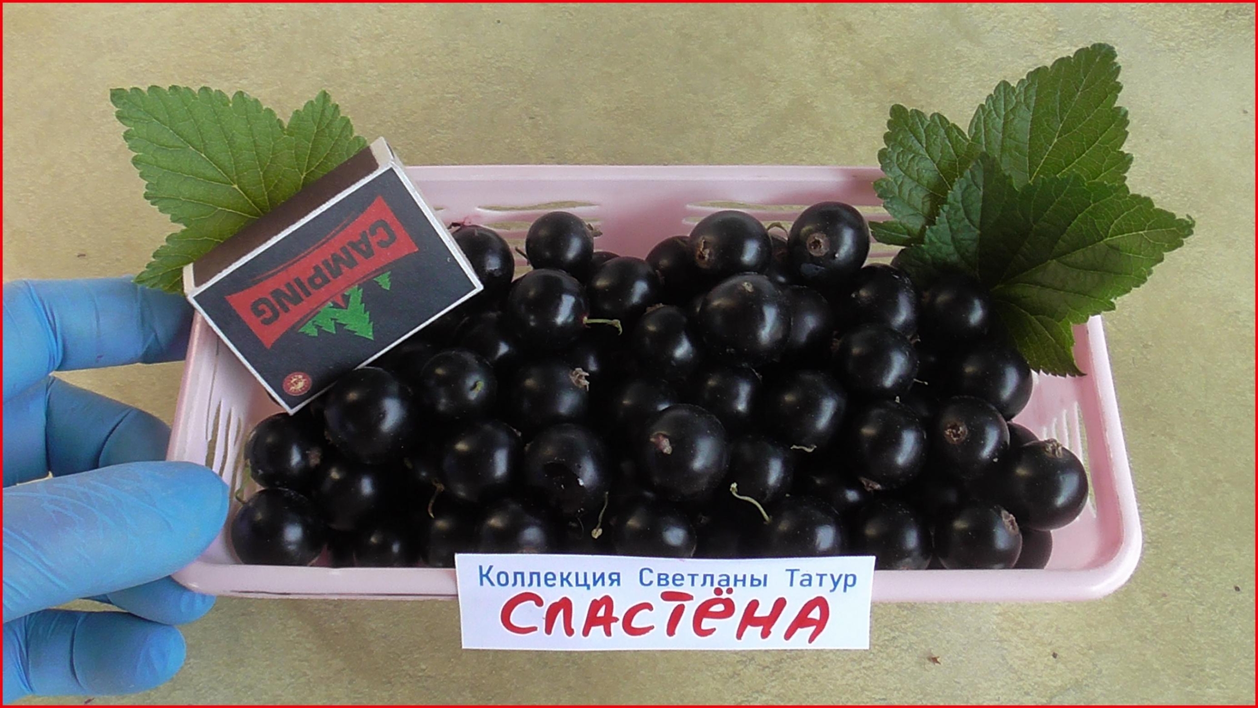 Смородина Сластена 2