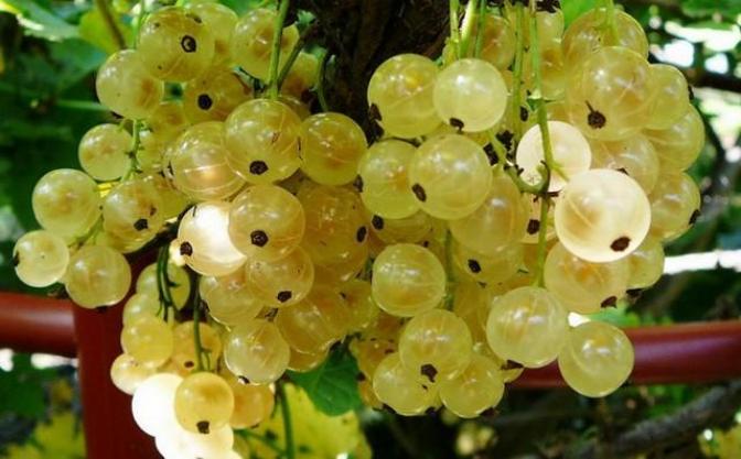 Смородина Смольяниновская (Белая Смольяниновой) 3