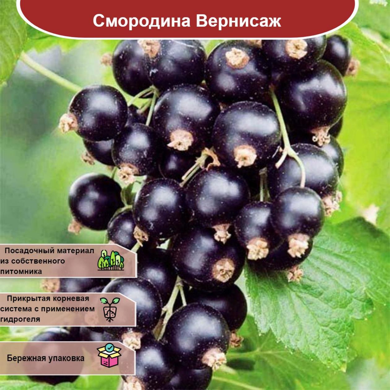 Смородина Вернисаж 2