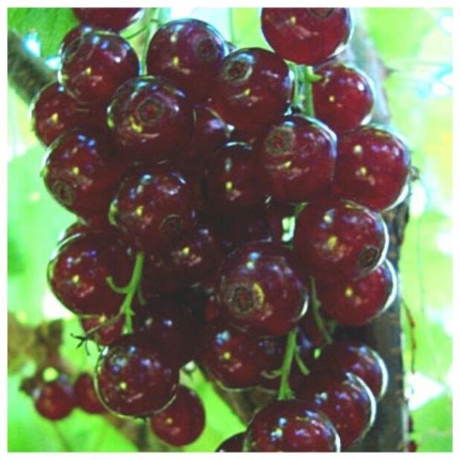 Смородина Виксне 3