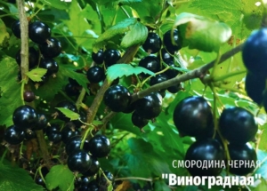Смородина Виноградная