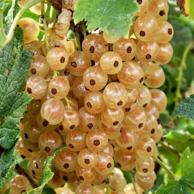 Смородина Виноградная (белая) 3