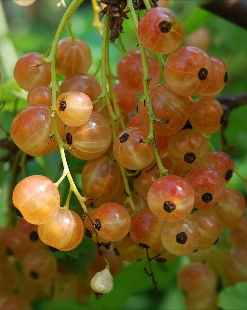 Смородина Виноградная (белая)