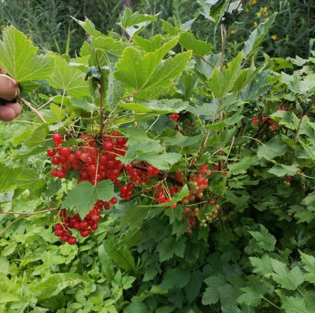 Смородина железистая 2