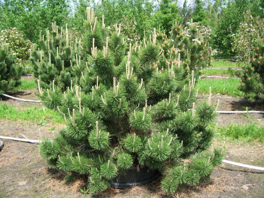 Сосна Коломбо (Колумбо) 3