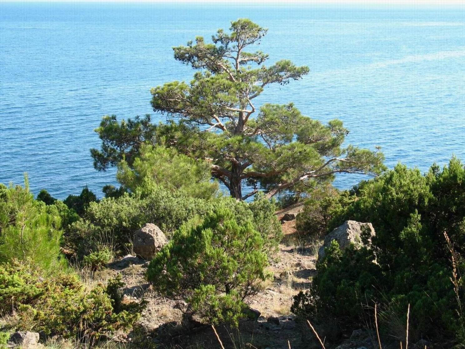 Сосна Крымская Фиолент 3