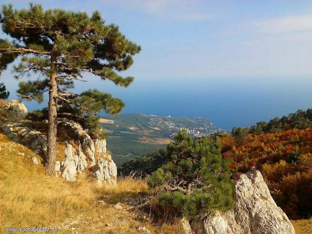 Сосна Крымская Фиолент 5