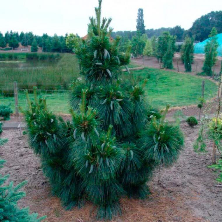 Сосна Витхорст 3