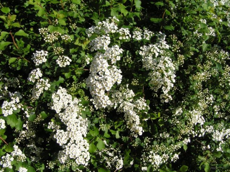 Спирея Альпенглюхен 2