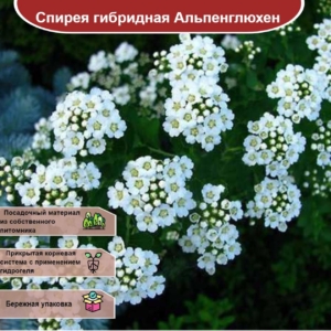 Спирея Альпенглюхен