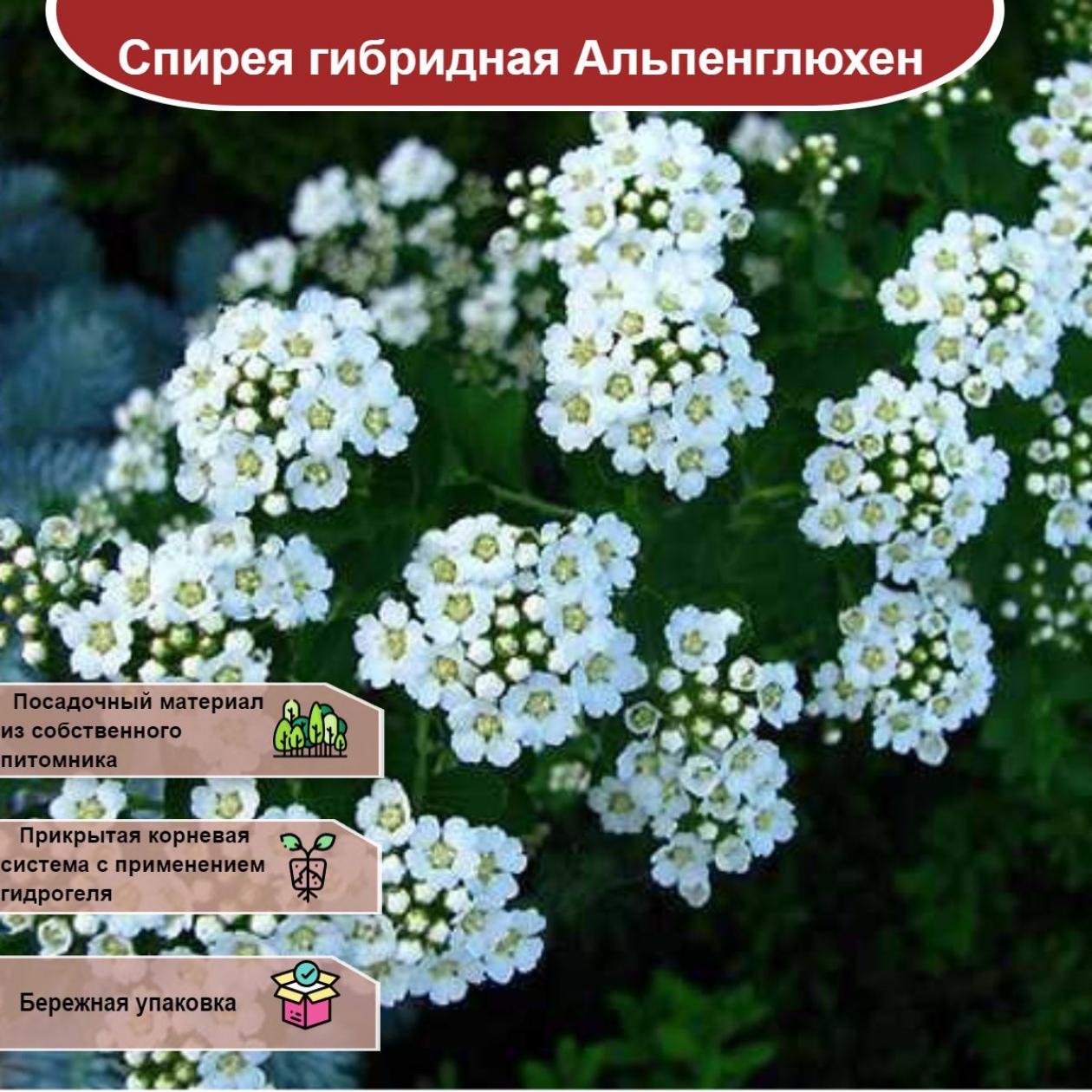 Спирея Альпенглюхен