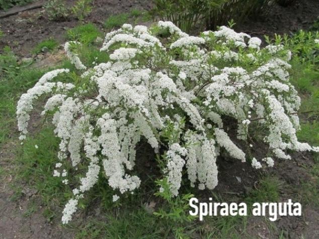 Спирея Аргута 3