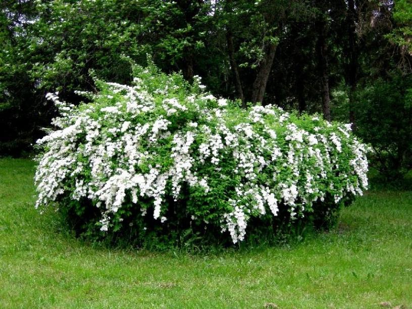 Спирея дубравколистная 5