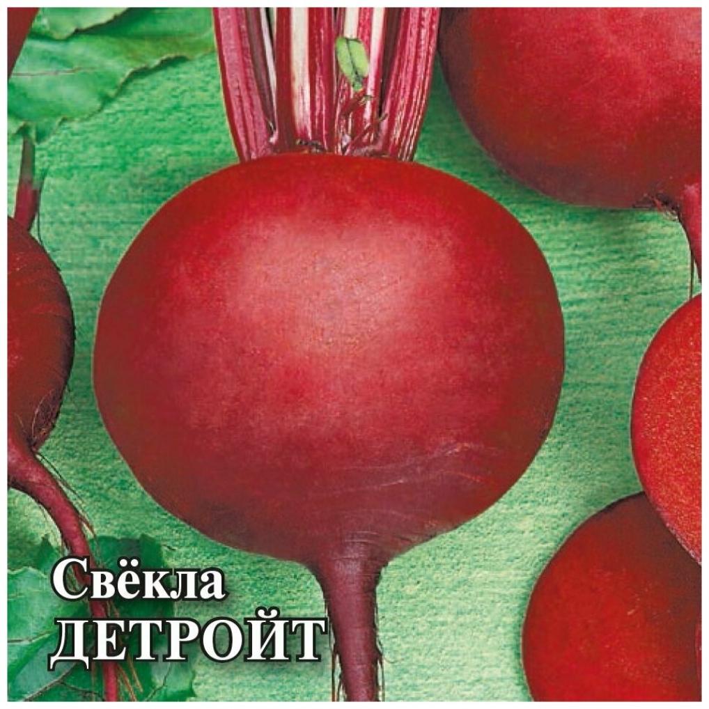 Свекла Детройт 4