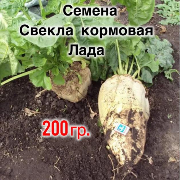 Свекла Лада 2