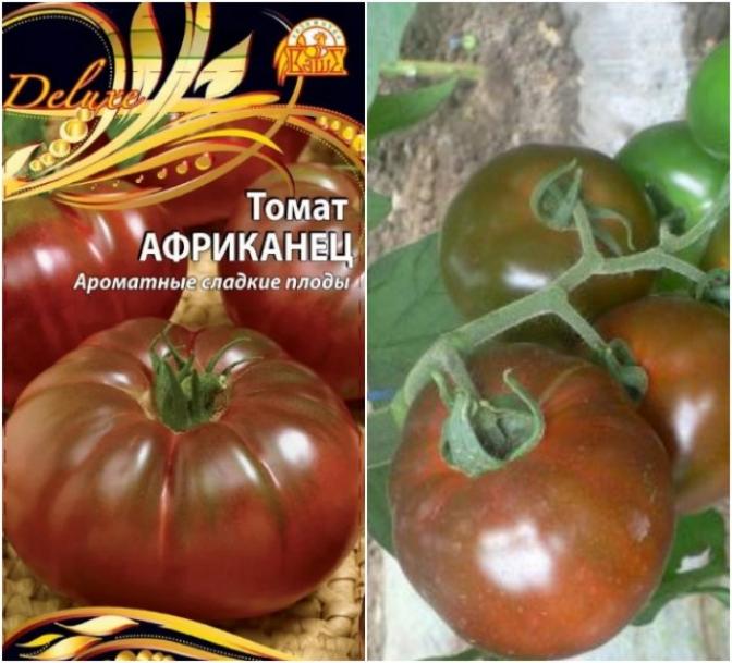 Томат Африканец 2