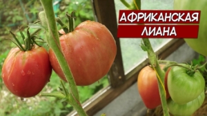 Томат Африканская лиана