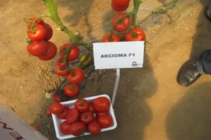 Томат Аксиома
