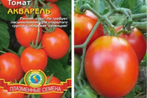 Томат Акварель
