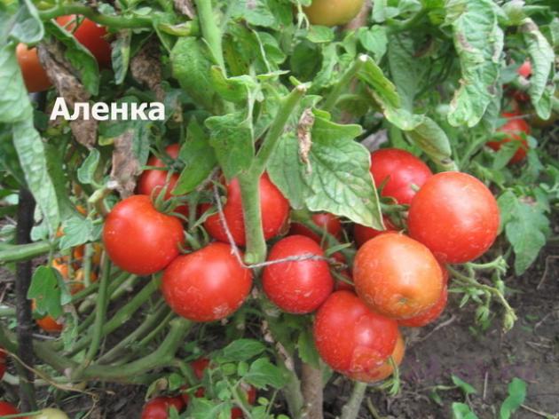 Томат Аленка 2