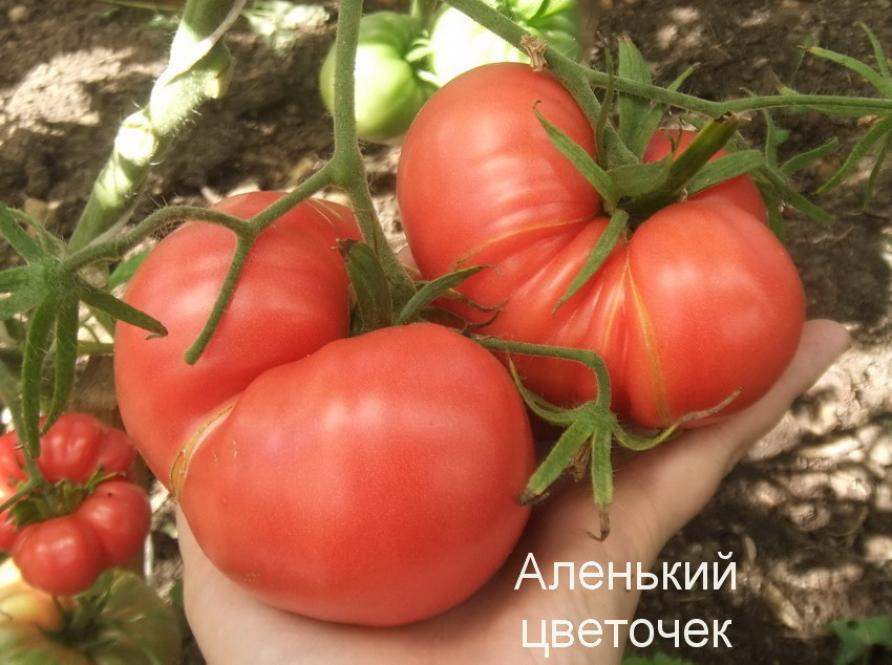 Томат Аленький цветочек