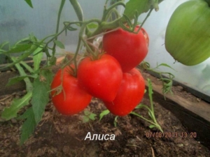 Томат Алиса