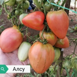 Томат Алсу