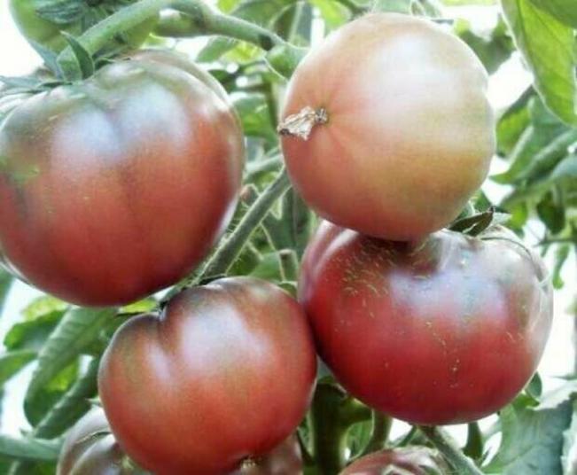Томат Амазонка шоколадная 2