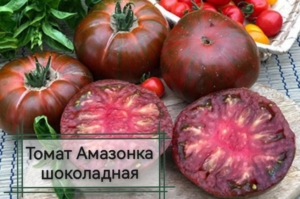Томат Амазонка шоколадная