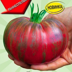 Томат Амурский тигр розовый