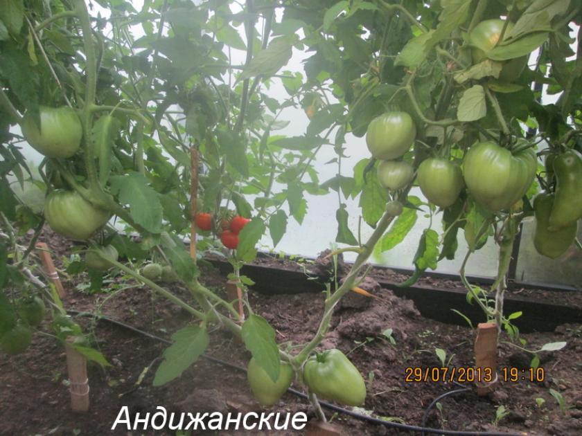 Томат Андижанские 2