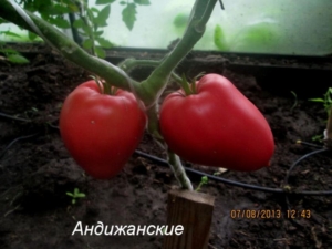 Томат Андижанские