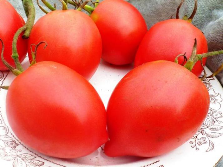 Томат Анна русская