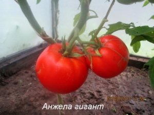 Томат Анжела Гигант