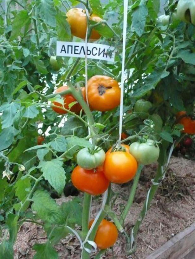 Томат Апельсин 4
