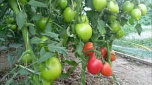 Томат Ардилес