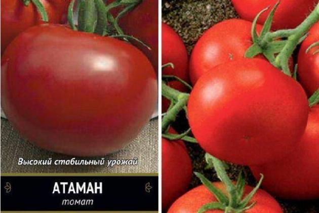 Томат Атаман