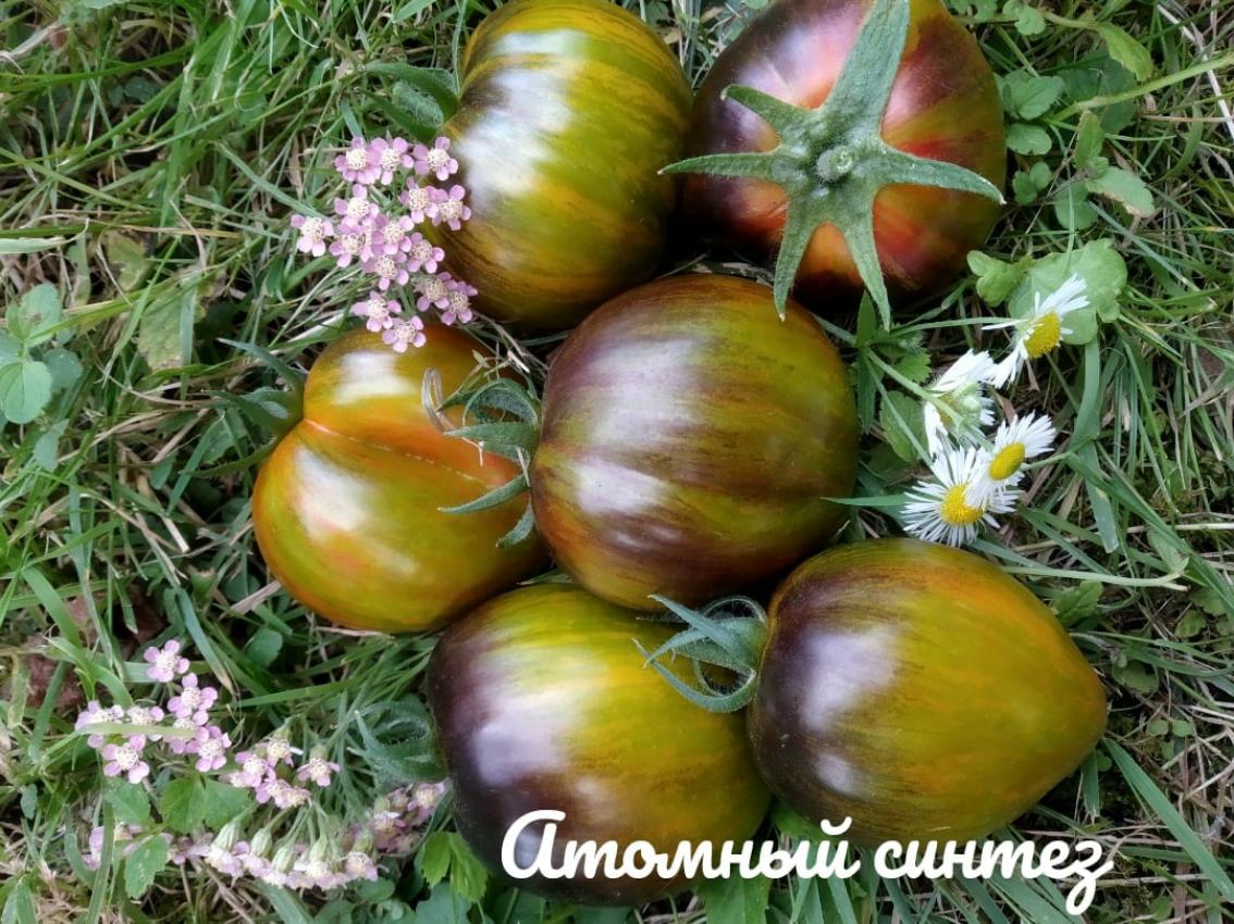 Томат Атомный синтез 3